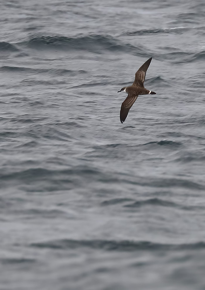 great shearwater